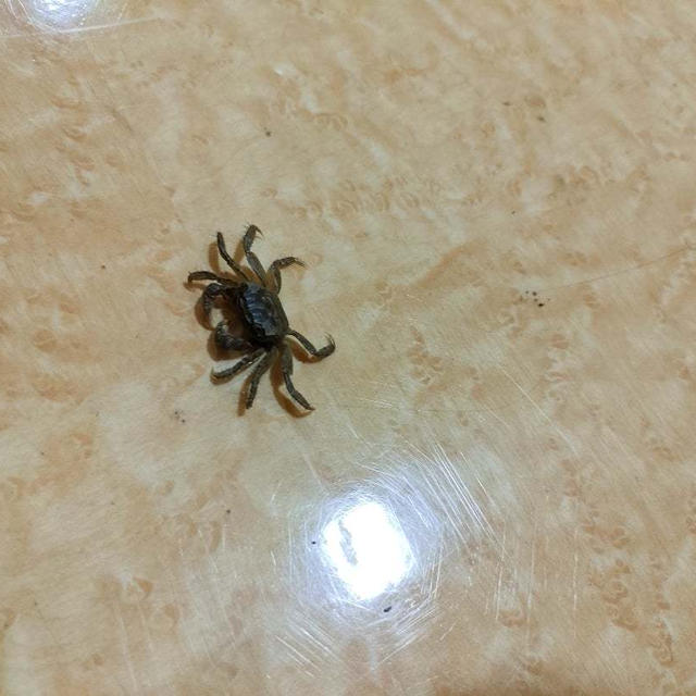 お店の床に蟹がいた(笑)