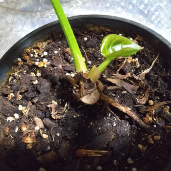 我が家の観葉植物も新芽が続々と( *´艸｀)