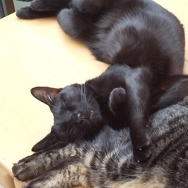 しじみの見事なひねり♪
