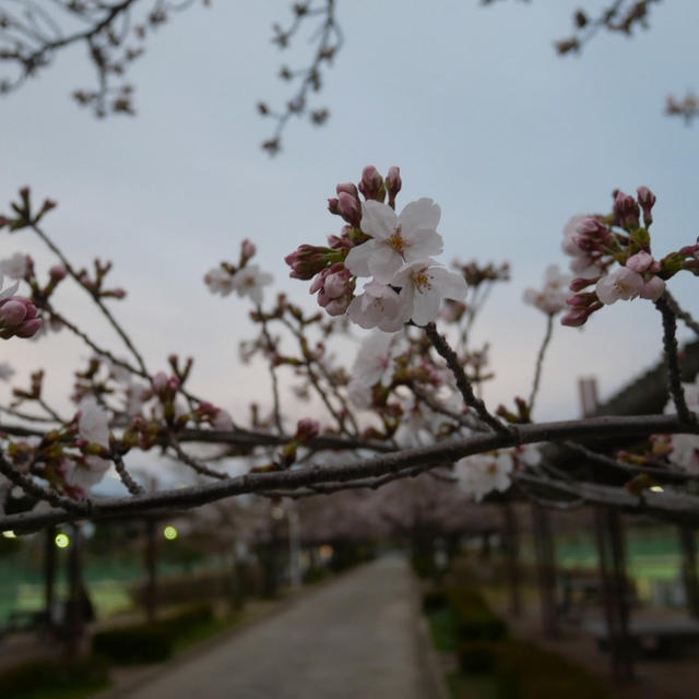 今年の桜 3/28