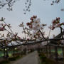 今年の桜 3/28