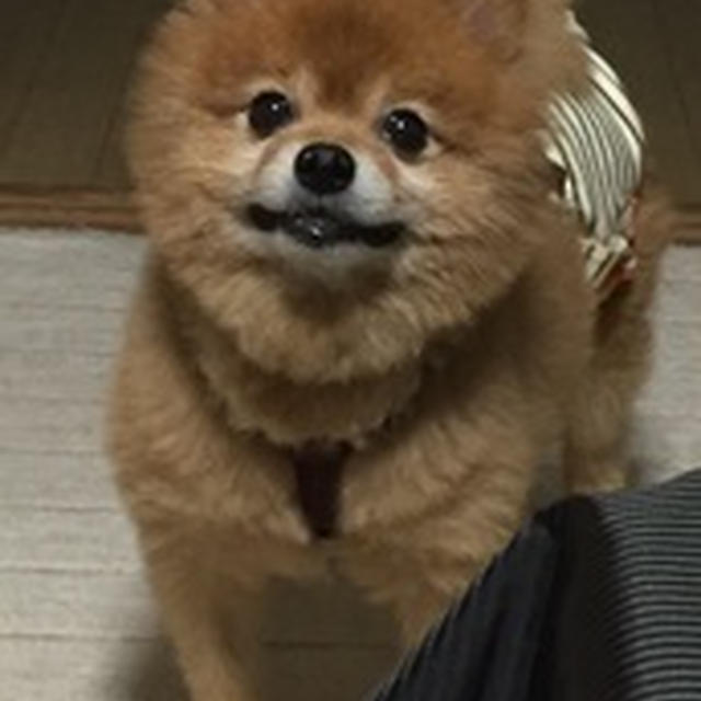 ビビンパ