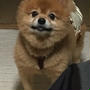 ビビンパ