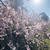 今年は撮れなかった家族と桜の写真