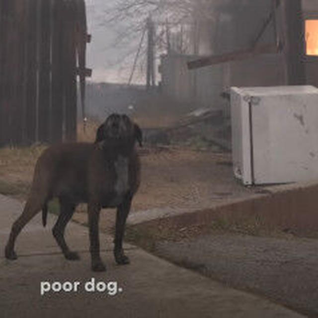 生き残った動物達