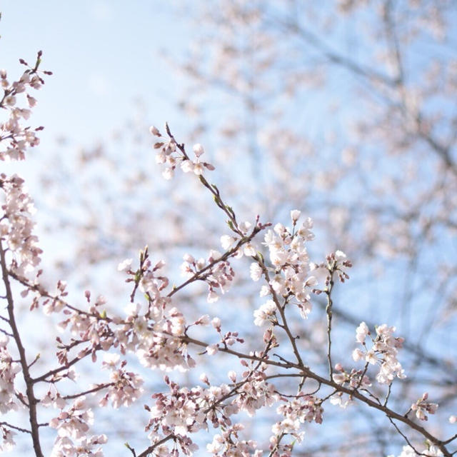 春のお彼岸と空と山桜･:*+.