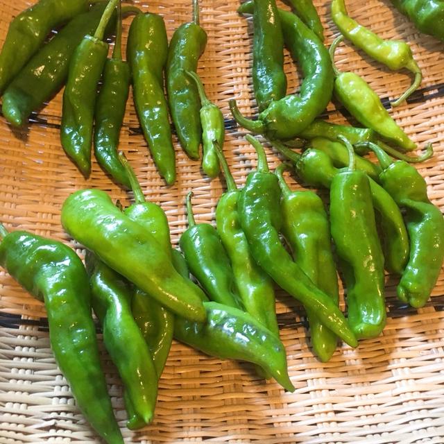 万願寺とうがらしをひとり10本食べたよ！お野菜ワークショップ