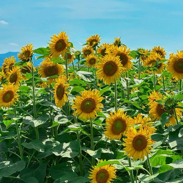 今日の波とひまわり
