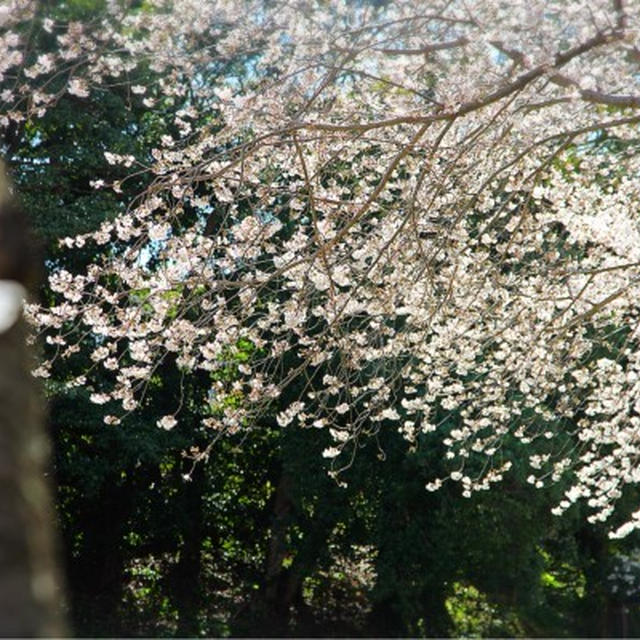 桜満開！と、ショックな出来事•••