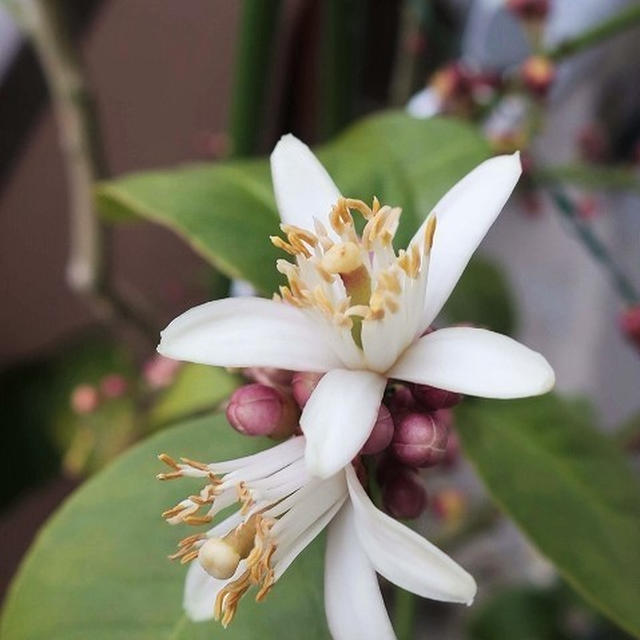 レモンの花