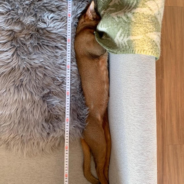 りす子　75cm?