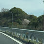 山桜(*^^*)