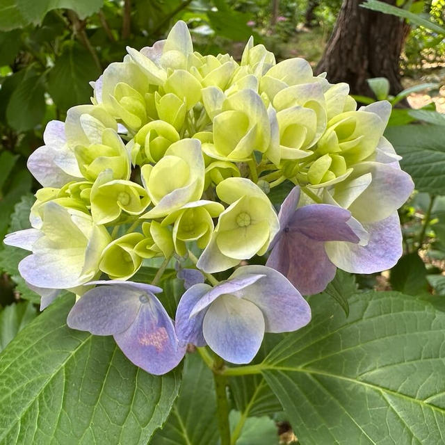 カライチ日報：今日の写真とひとこと（2025年6月）