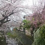 ☆京都・山科の桜☆