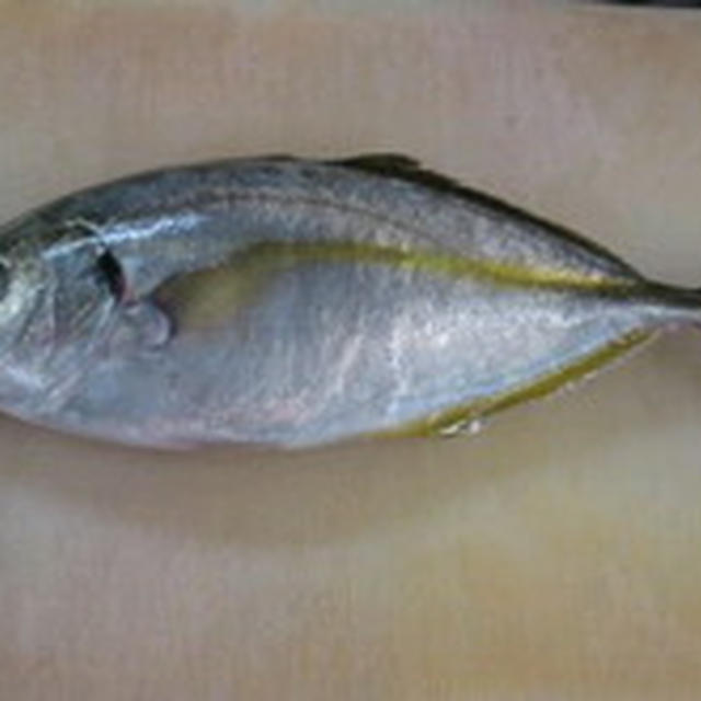 シマアジの養殖と天然の見分け方 By 魚屋さんさん レシピブログ 料理ブログのレシピ満載