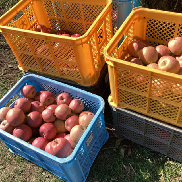 りんごを買いに南信州松川へ