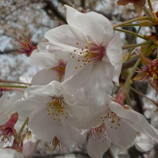 桜の花びら散らつく満開お花見＆お弁当