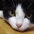 招き猫よろしく