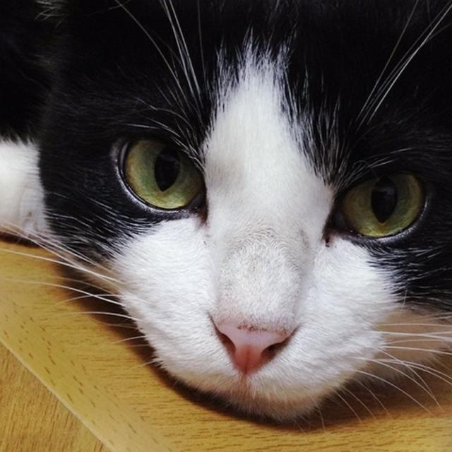 招き猫よろしく