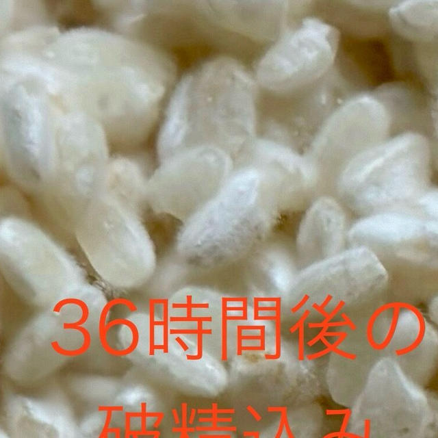 2024 志賀高原醗酵合宿参加者の声