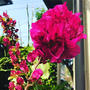 【Instagram】去年全く咲かなくてちょっと諦めていたブーゲンビリアが開花！夏の足音がしてきました。#ブーゲンビリア #南国の花 #夏の足音 #アジアンガーデン #bougainvillea