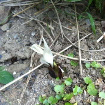 手をかけずに育つ親孝行な野菜。その1