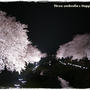 夜桜！野川のライトアップ。