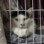 ねないこ だれだ