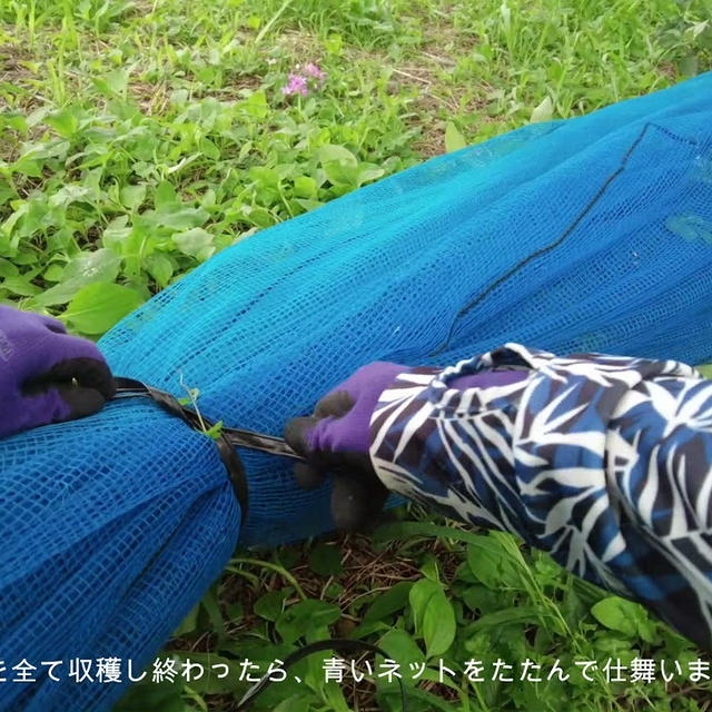 梅ひろいのお手伝いをしています・・・ #4