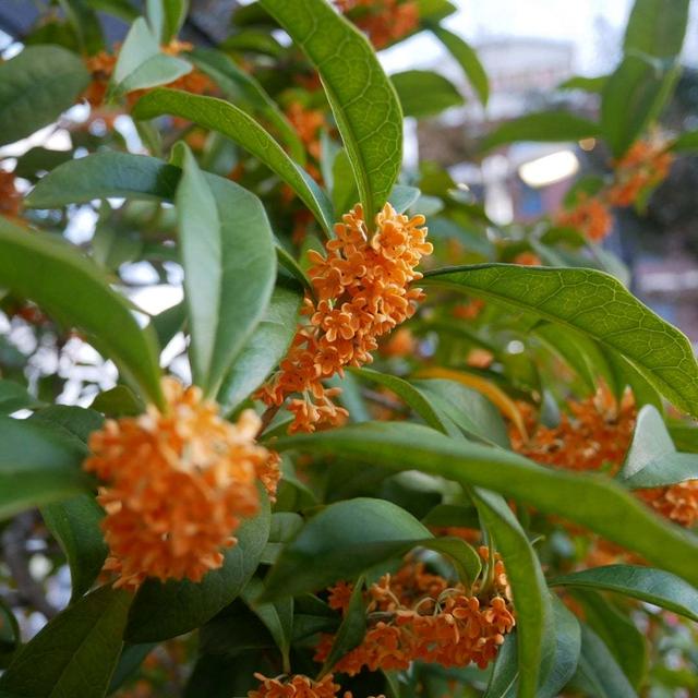 今年は金木犀の開花も遅い#最近撮った写真は