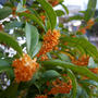今年は金木犀の開花も遅い#最近撮った写真は