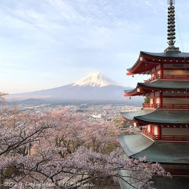 富士山と五重塔と桜～新倉山浅間公園