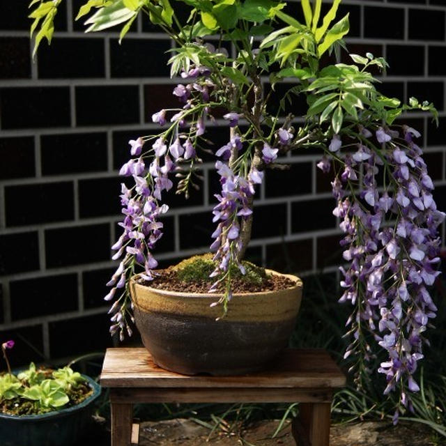 ■園芸【母の日プレゼントの花満開～♪玄関先は花だらけで歩くにも注意が必要です＞＜！】