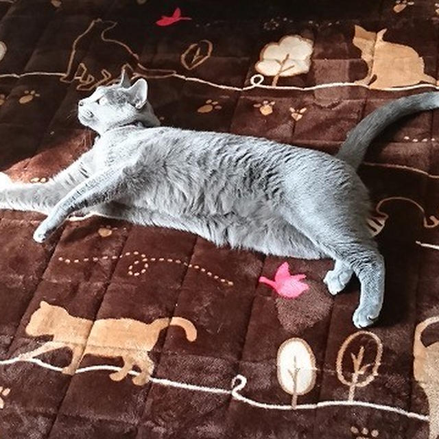 【小梅・さくら・桃之介通信】敷物フェチ、ふたたび...