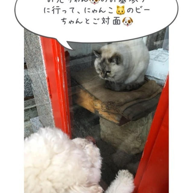 プー吉さん！小たろう兄ちゃんのお墓参りに行きました。