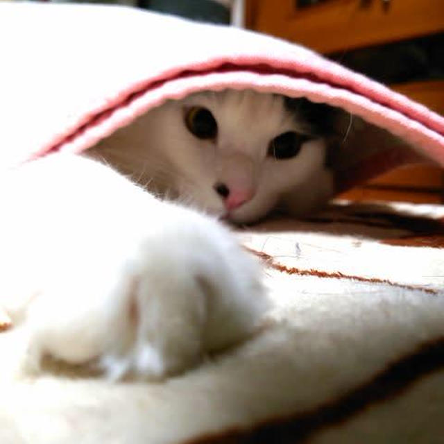 今日は可愛く…