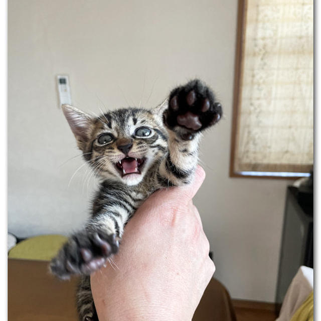 みんなのなまえがきまったよ！