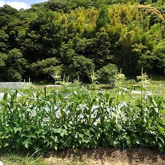 葉山農園 6月上旬 トウモロコシの雄花雌花人工授粉 By 根岸農園さん レシピブログ 料理ブログのレシピ満載