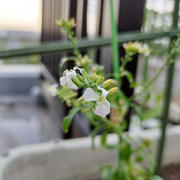プランターで大根の花が咲きました！