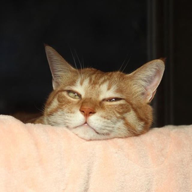 猫めくり