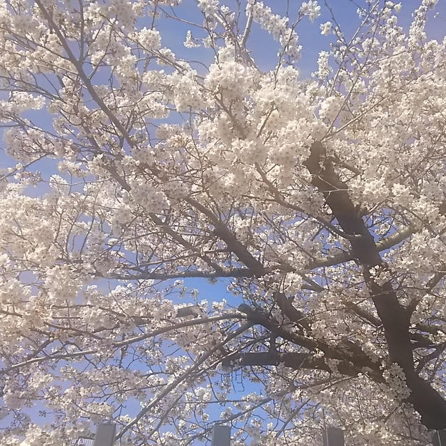 ☆桜満開☆