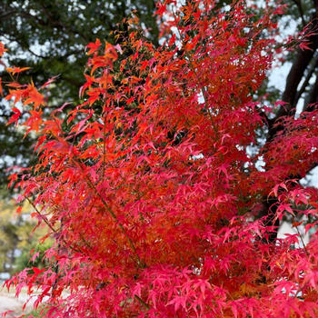 我が家の紅葉