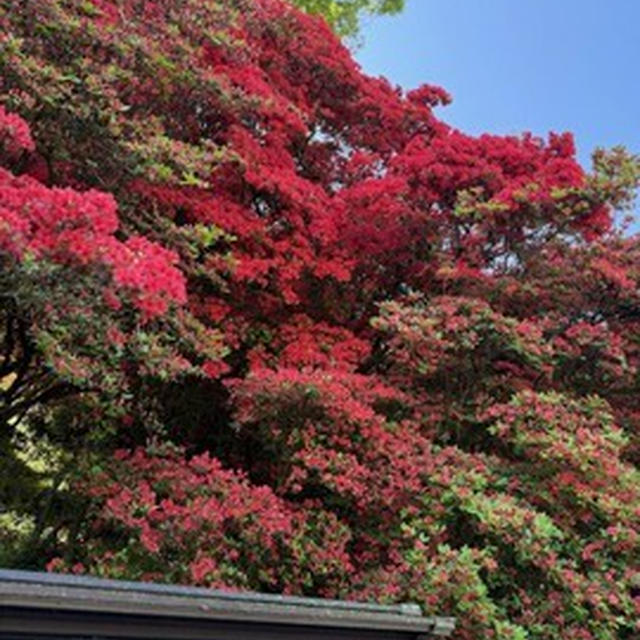 高良大社のつつじ