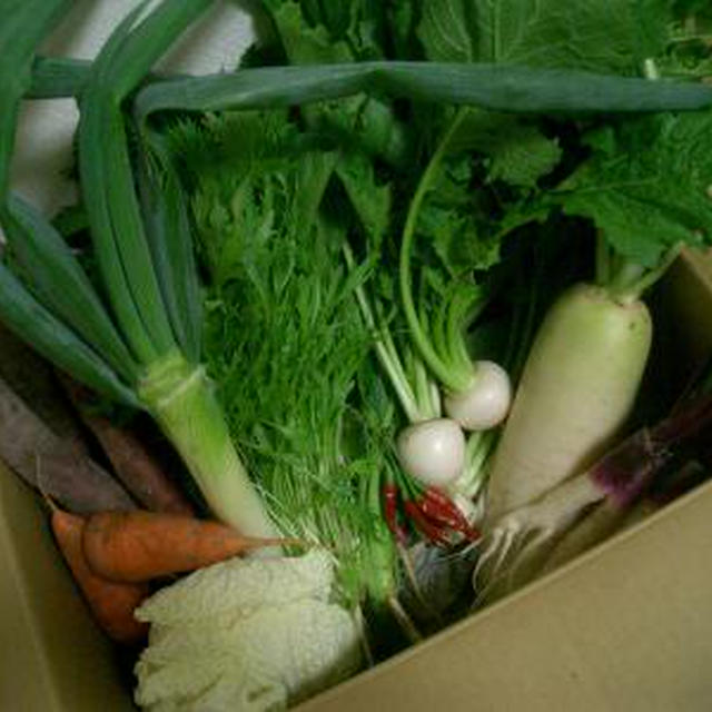 無農薬野菜　♪