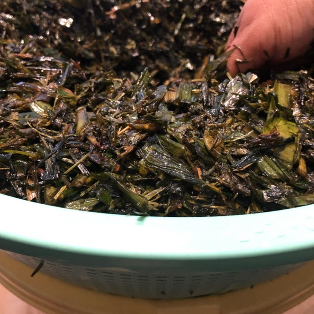 春の野草酵素作り