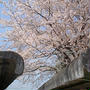 桜舞う入学式。