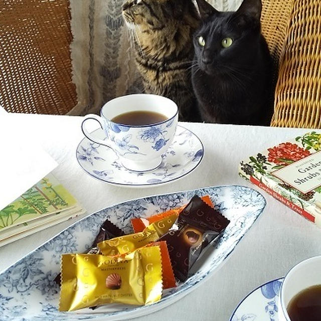 猫とおやつ♪ GODIVAのチョコレート