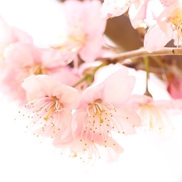 ２０１８　第1回お花見　椿寒桜