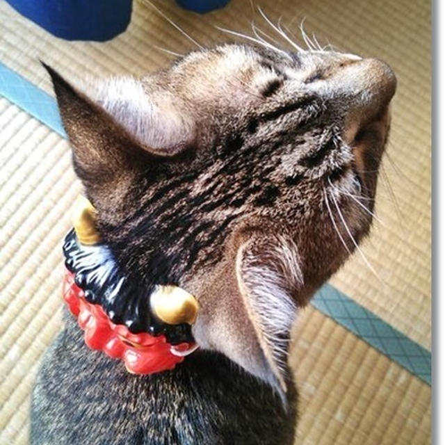今週のトラ吉様というか、私のつぶやき…