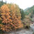 紅葉狩り☆ヨモギ餅（高ﾉ瀬峡）